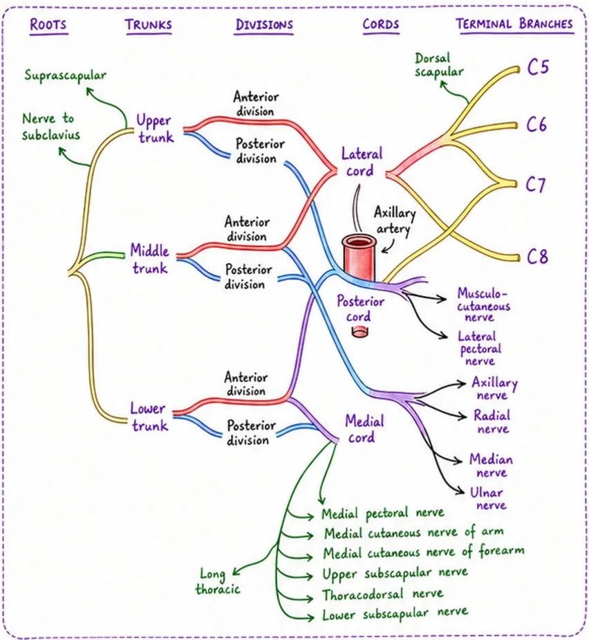 Hand-made Bolus diagram of the brachial plexus from roots to terminal branches