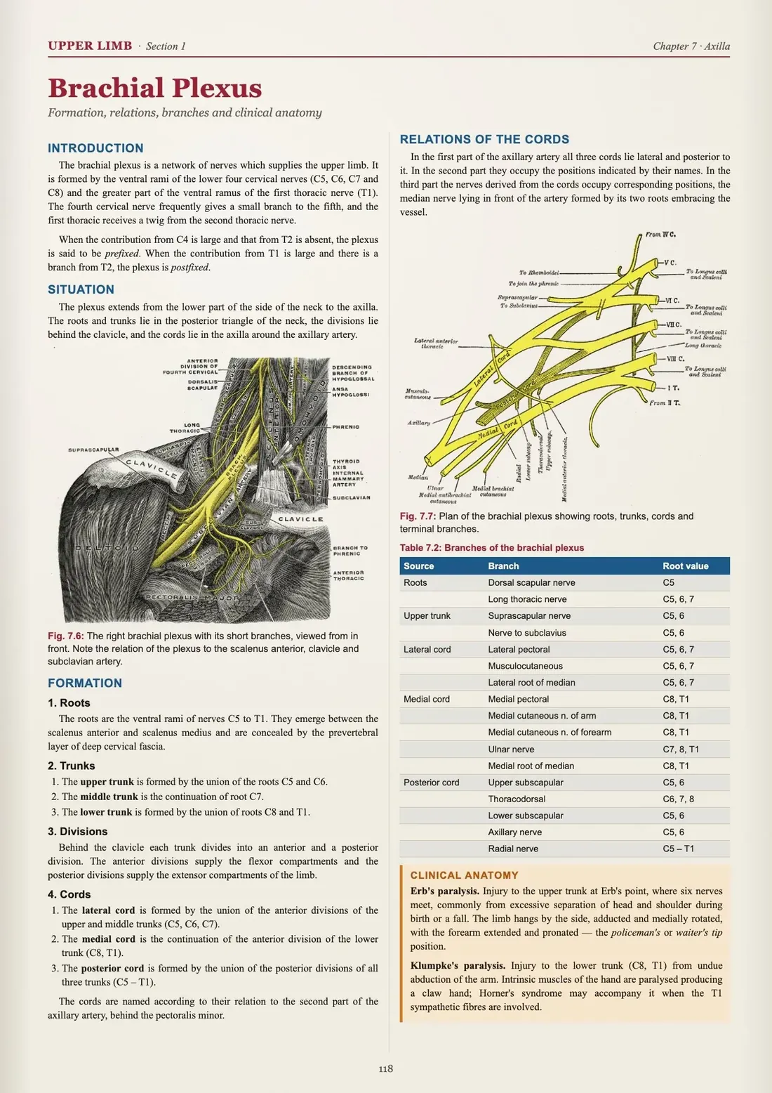 A dense standard textbook page on the brachial plexus