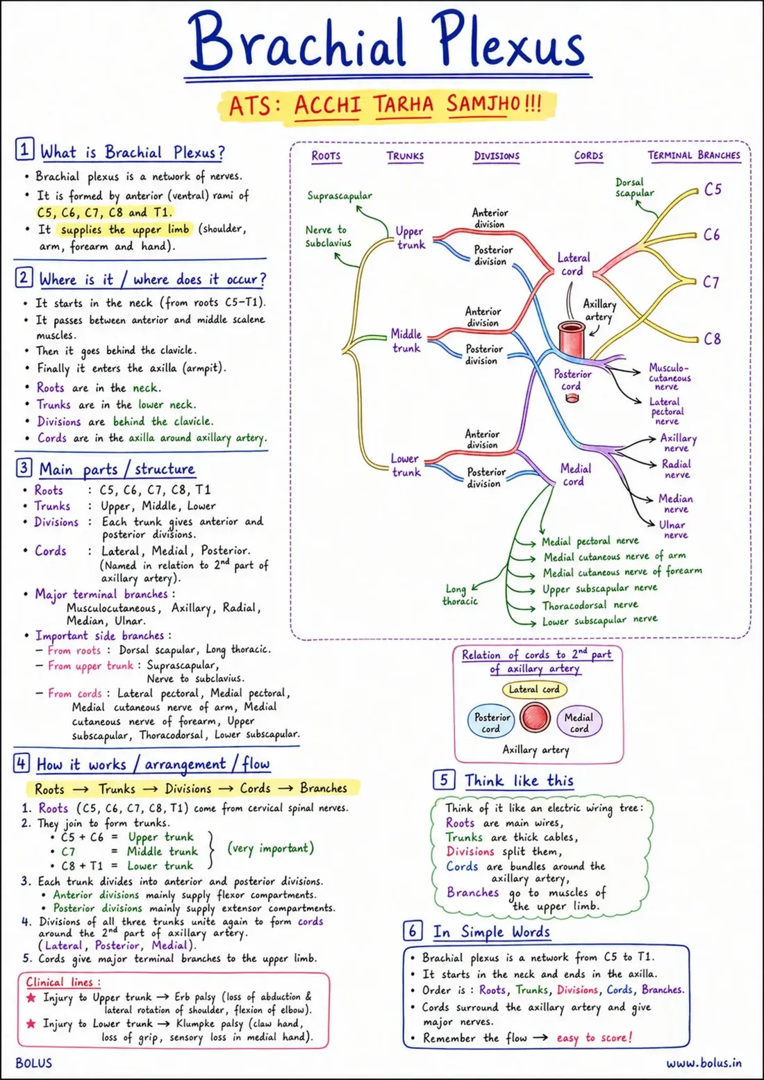 The Bolus one-page hand-made note on the brachial plexus